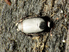 Platylomalus aequalis
