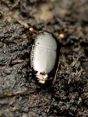 Platylomalus aequalis