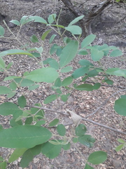 Vitex mollis