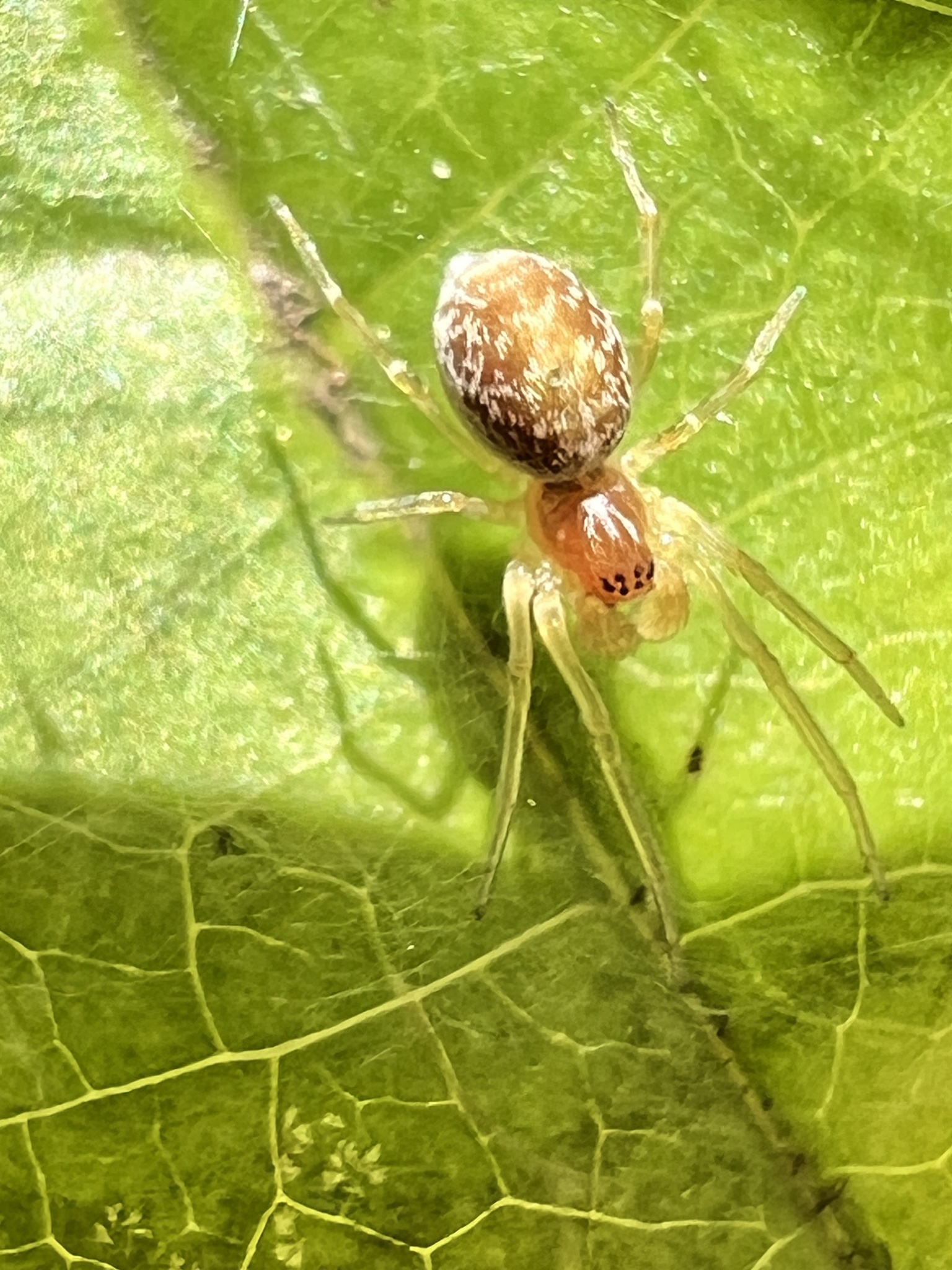 Emblyna sublata