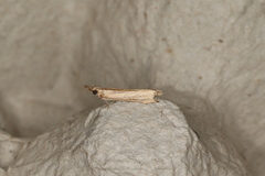 Ptochostola microphaeellus