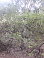 Vitex mollis