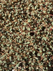 Euphorbia parishii