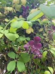 으름덩굴 (Akebia quinata): 기원과 용도 — 사진 2