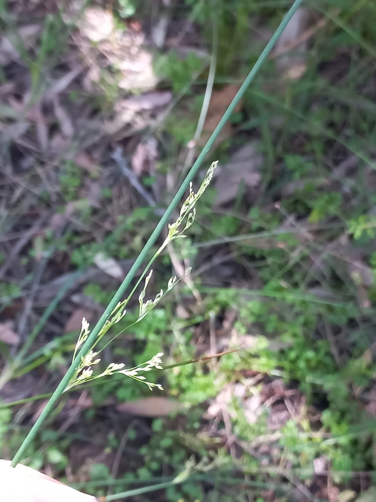 australian rush from Black Head NSW 2430, Australia on October 13, 2023 ...
