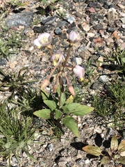 Chylismia claviformis integrior