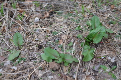 Rumex obtusifolius