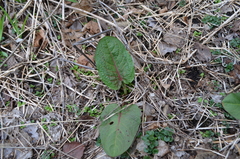 Rumex obtusifolius
