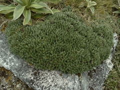 Celmisia ramulosa ramulosa