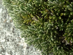 Celmisia ramulosa ramulosa