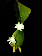 Rhipsalis pachyptera