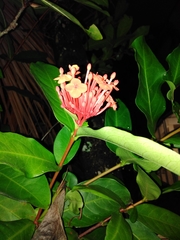 Ixora chinensis