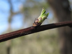 Neviusia alabamensis