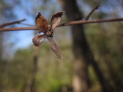 Neviusia alabamensis
