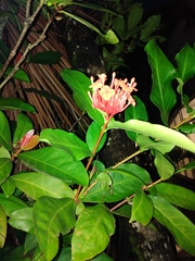 Ixora chinensis