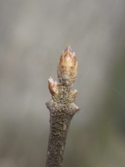 Forestiera ligustrina