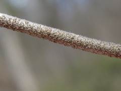 Forestiera ligustrina