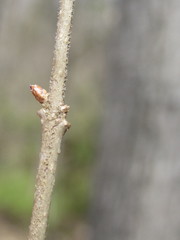 Forestiera ligustrina