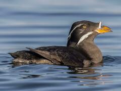 Rhinoceros Auklet photo 2