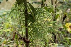 Lycopodiales