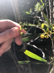 Acacia retinodes