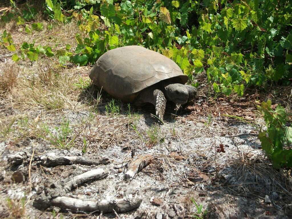 Gopher Tortoise In April 2015 By Saranova80 · Inaturalist