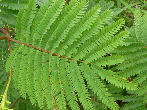 Paraserianthes lophantha