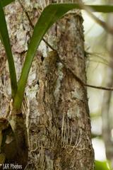 Uroplatus