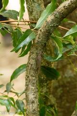 Brookesia superciliaris