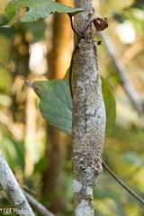 Uroplatus