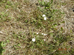 Calystegia subacaulis