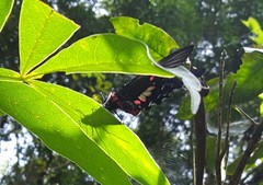 Parides anchises nephalion