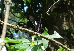 Parides anchises nephalion