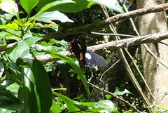 Parides anchises nephalion