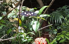 Parides anchises nephalion