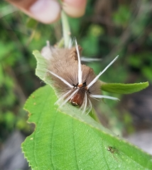 Halysidota cinctipes