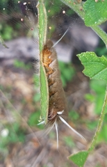 Halysidota cinctipes