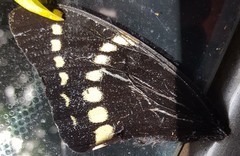 Papilio scamander