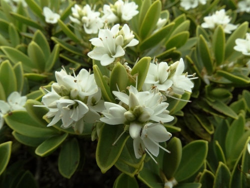 Fiordland Limestone Veronica (Veronica arganthera)
