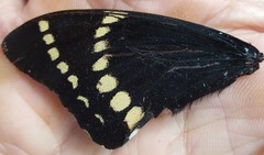 Papilio scamander