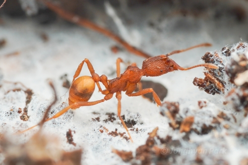 隐居瘤胸蚁Dacatria templaris