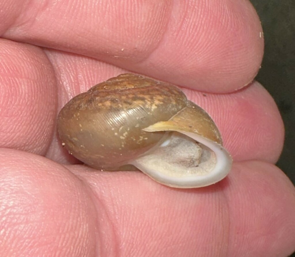 Whitelip Globe Snail from Paint Rock Forest Research Center, red house
