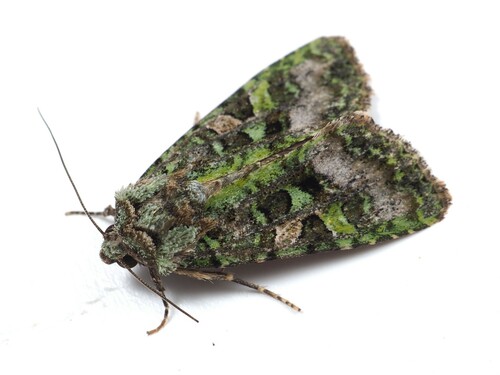 Euplexidia angusta
