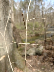 Forestiera ligustrina