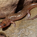 Salamandra Foca - Photo (c) J.D. Willson, algunos derechos reservados (CC BY-NC)