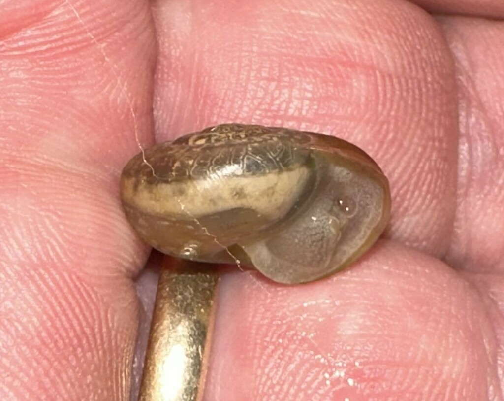 Helicoidea from Paint Rock Forest Research Center, red house, Jackson