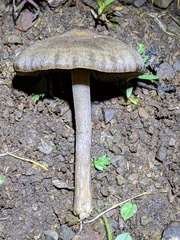 Lyophyllaceae