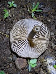 Lyophyllaceae