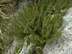 Polystichum cystostegium
