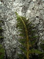 Polystichum cystostegium